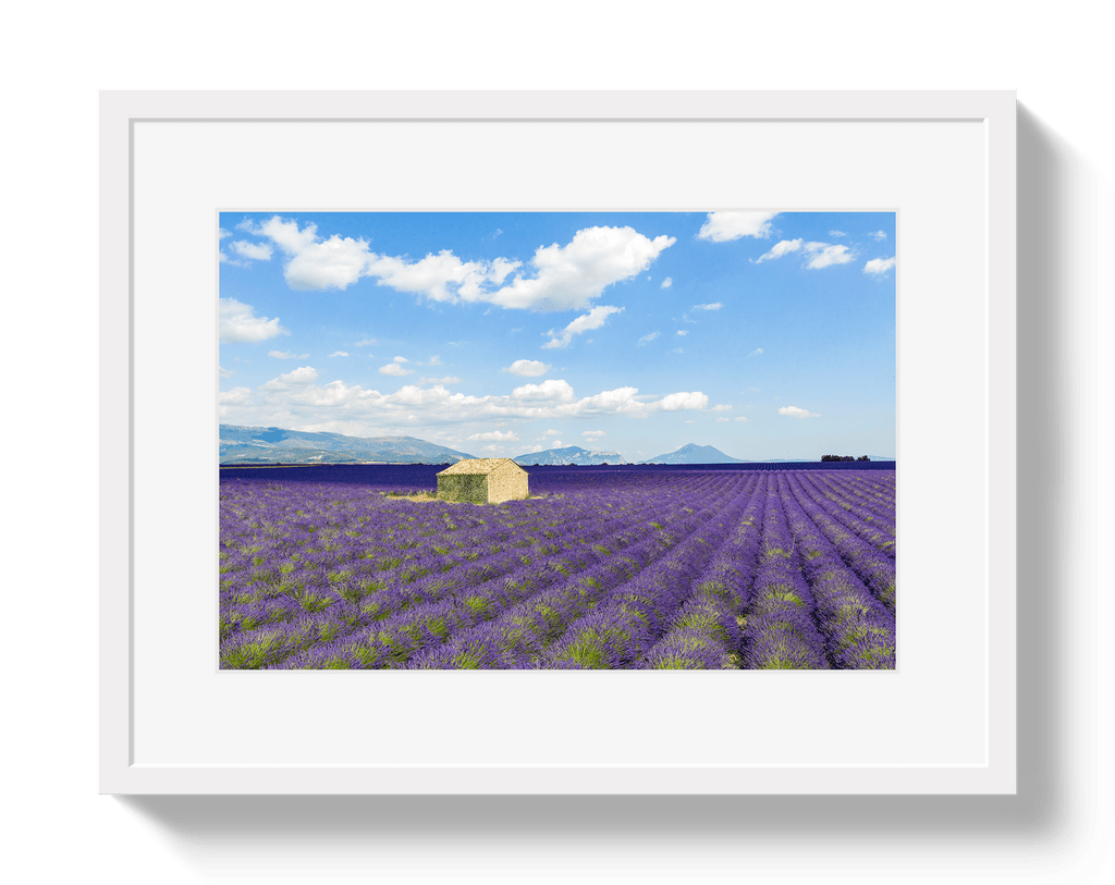 Lavender Fields - Che Cose Belle