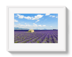 Lavender Fields - Che Cose Belle