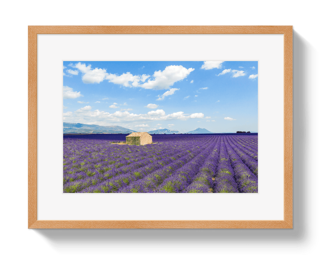 Lavender Fields - Che Cose Belle