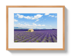 Lavender Fields - Che Cose Belle