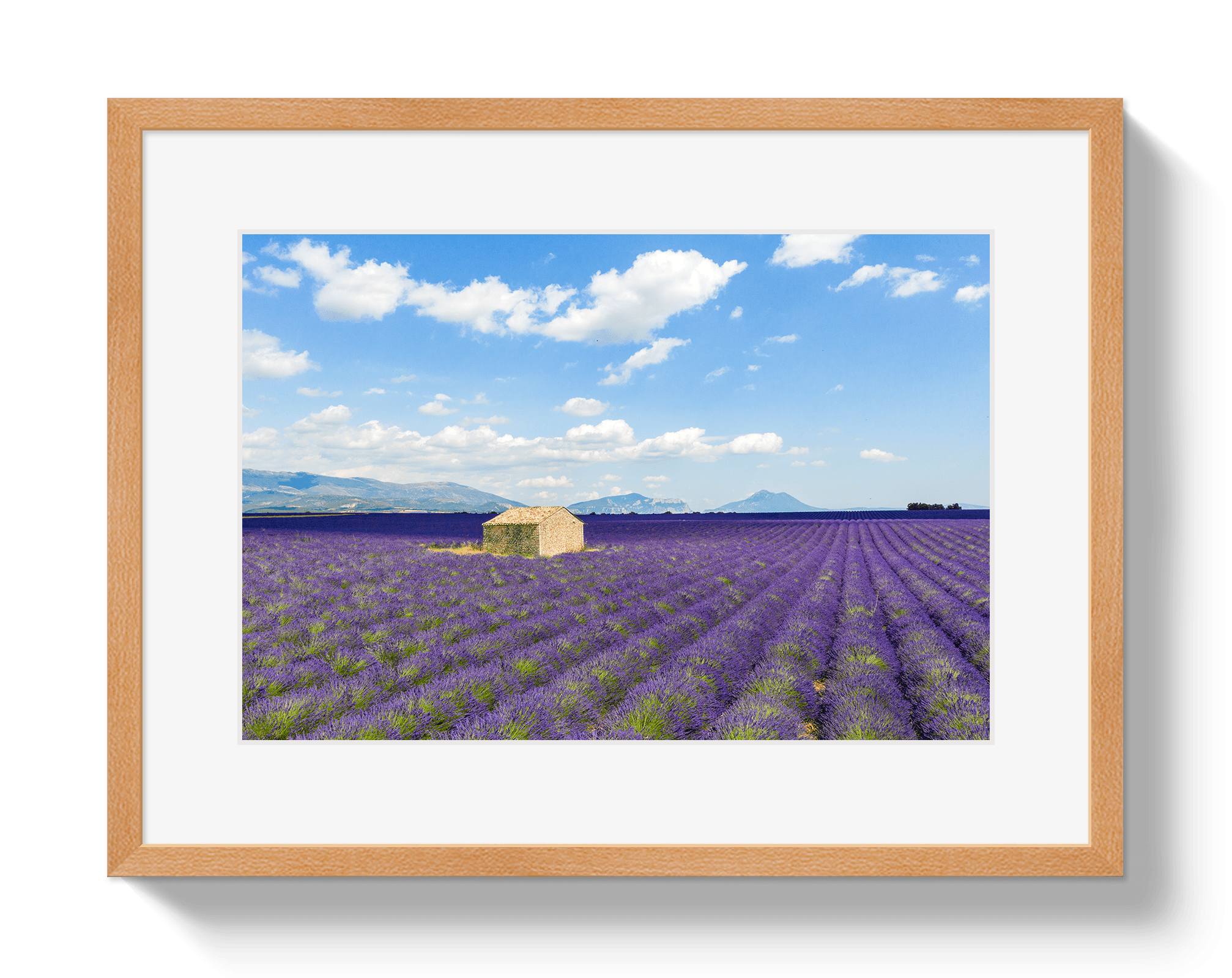 Lavender Fields - Che Cose Belle