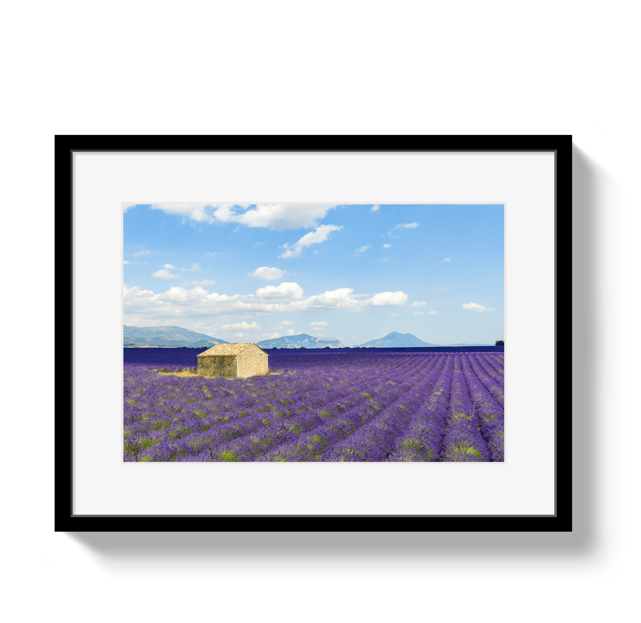 Lavender Fields - Che Cose Belle