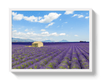Lavender Fields - Che Cose Belle