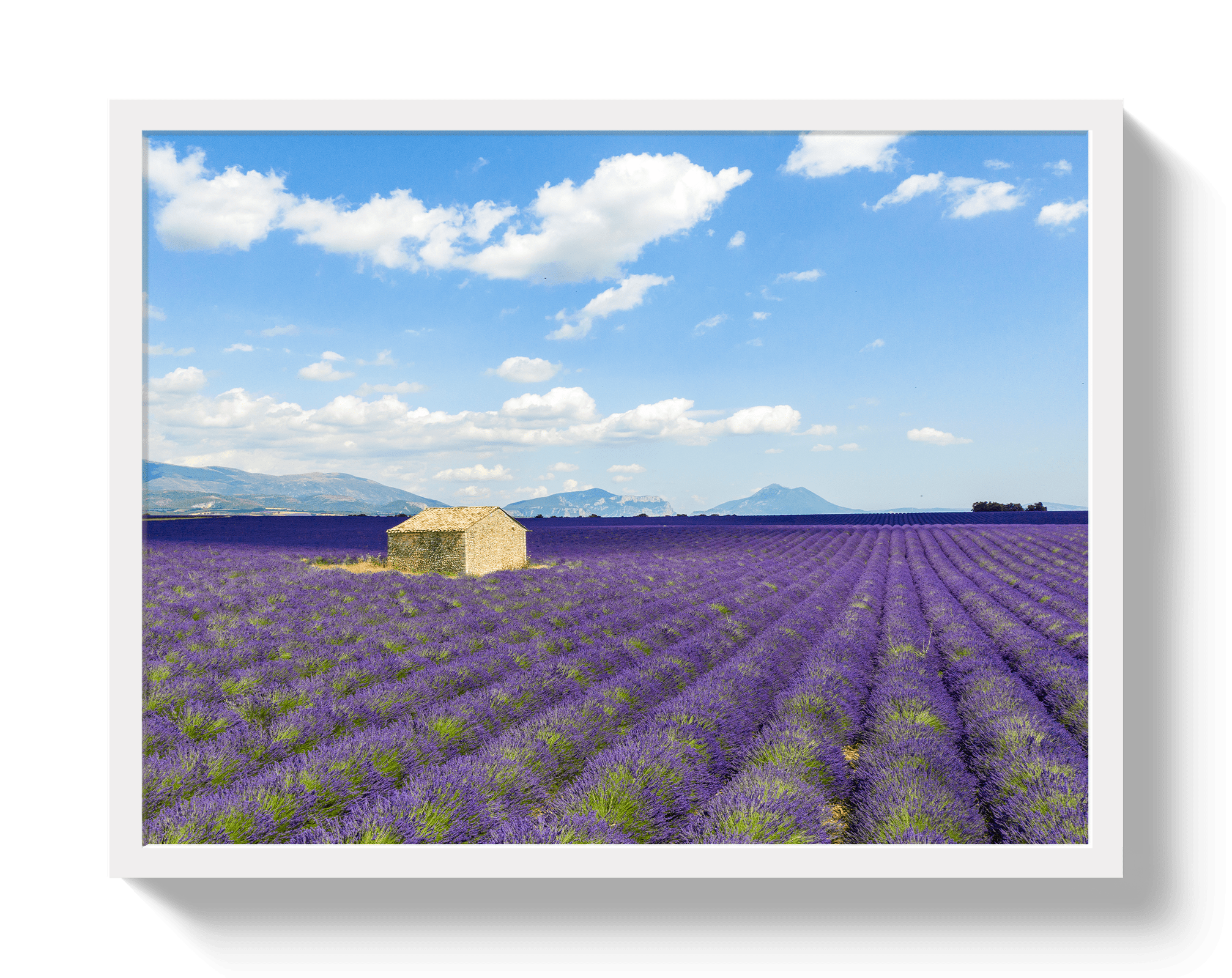 Lavender Fields - Che Cose Belle