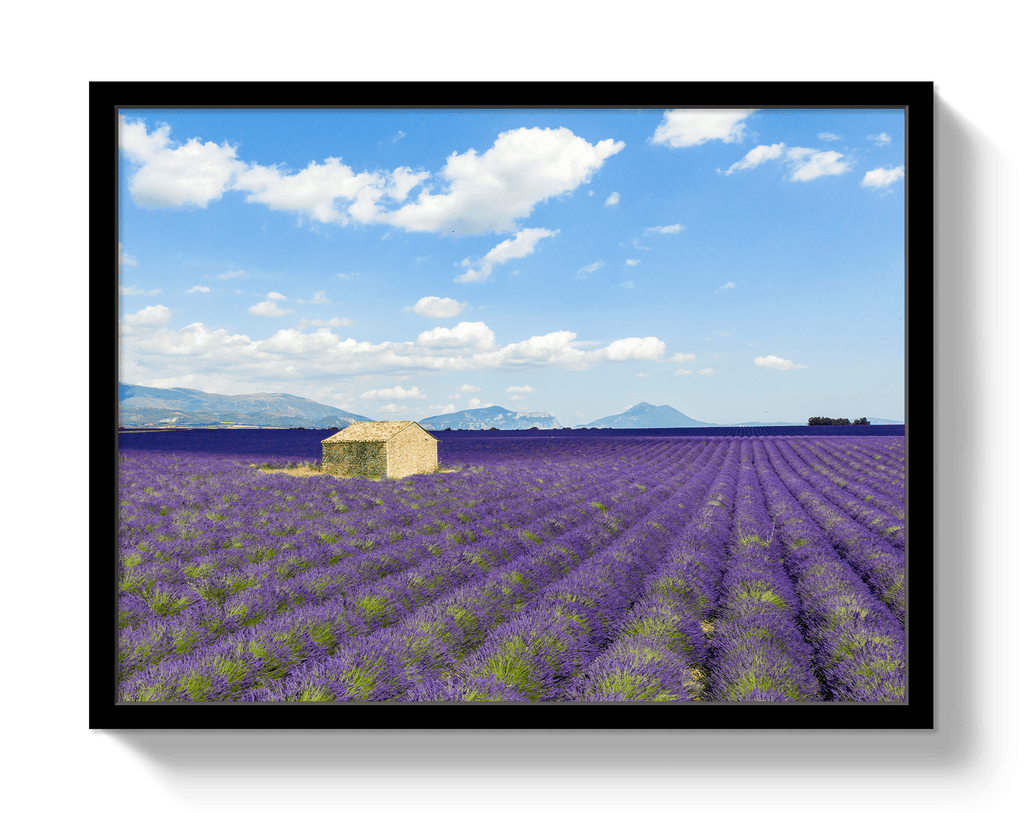 Lavender Fields - Che Cose Belle