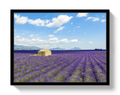 Lavender Fields - Che Cose Belle