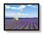 Lavender Fields - Che Cose Belle