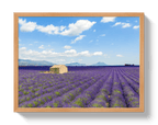 Lavender Fields - Che Cose Belle