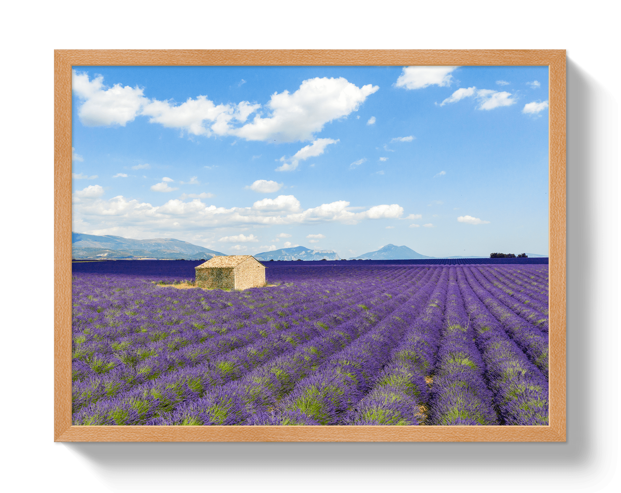 Lavender Fields - Che Cose Belle