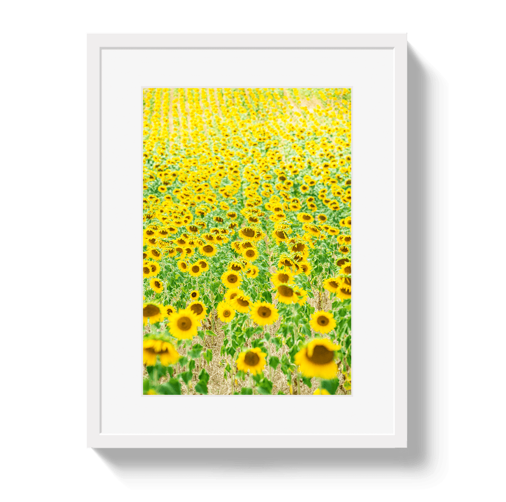 Provence Sunflowers - Che Cose Belle