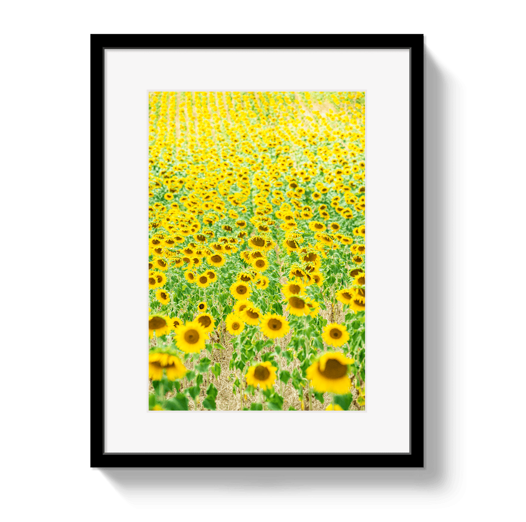 Provence Sunflowers - Che Cose Belle