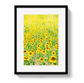 Provence Sunflowers - Che Cose Belle