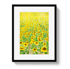 Provence Sunflowers - Che Cose Belle