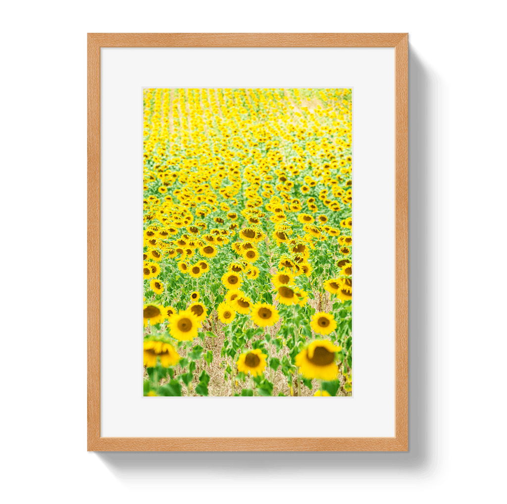Provence Sunflowers - Che Cose Belle