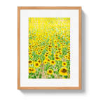 Provence Sunflowers - Che Cose Belle