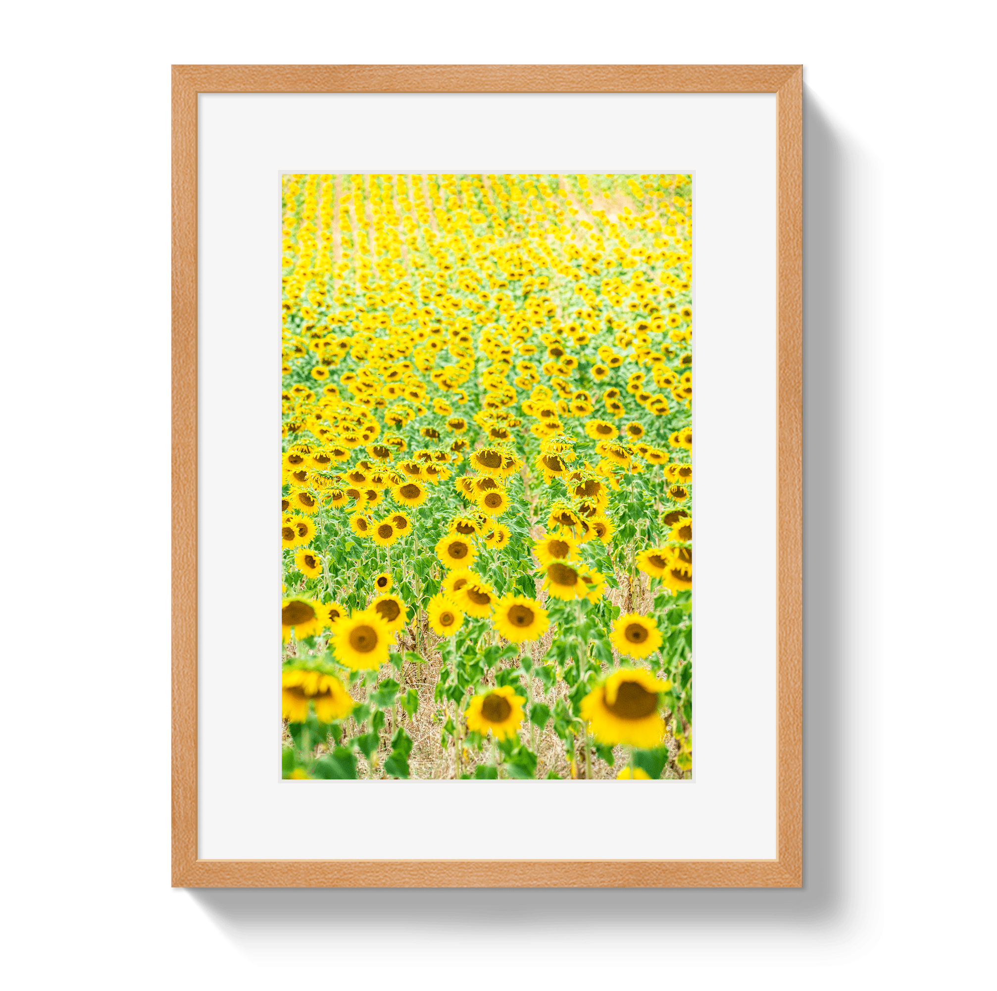 Provence Sunflowers - Che Cose Belle