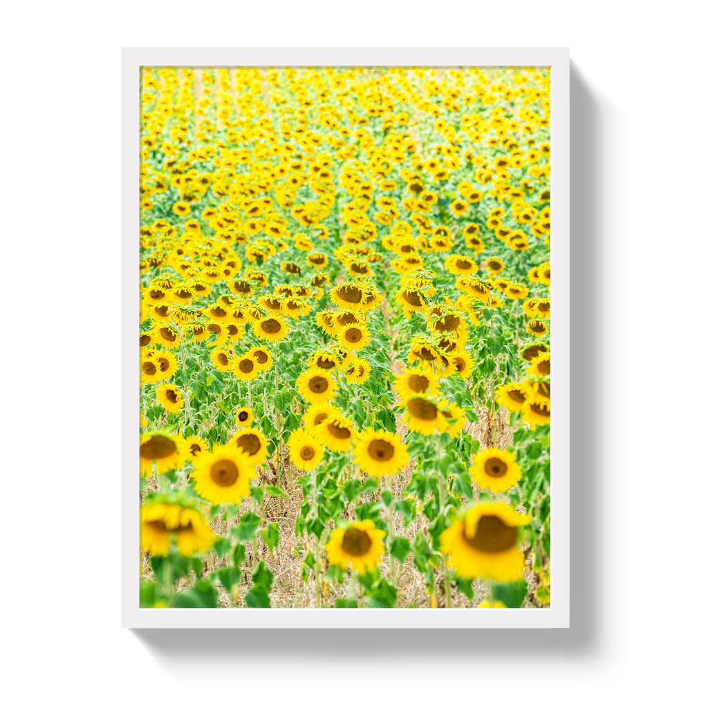 Provence Sunflowers - Che Cose Belle