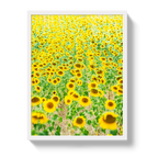 Provence Sunflowers - Che Cose Belle