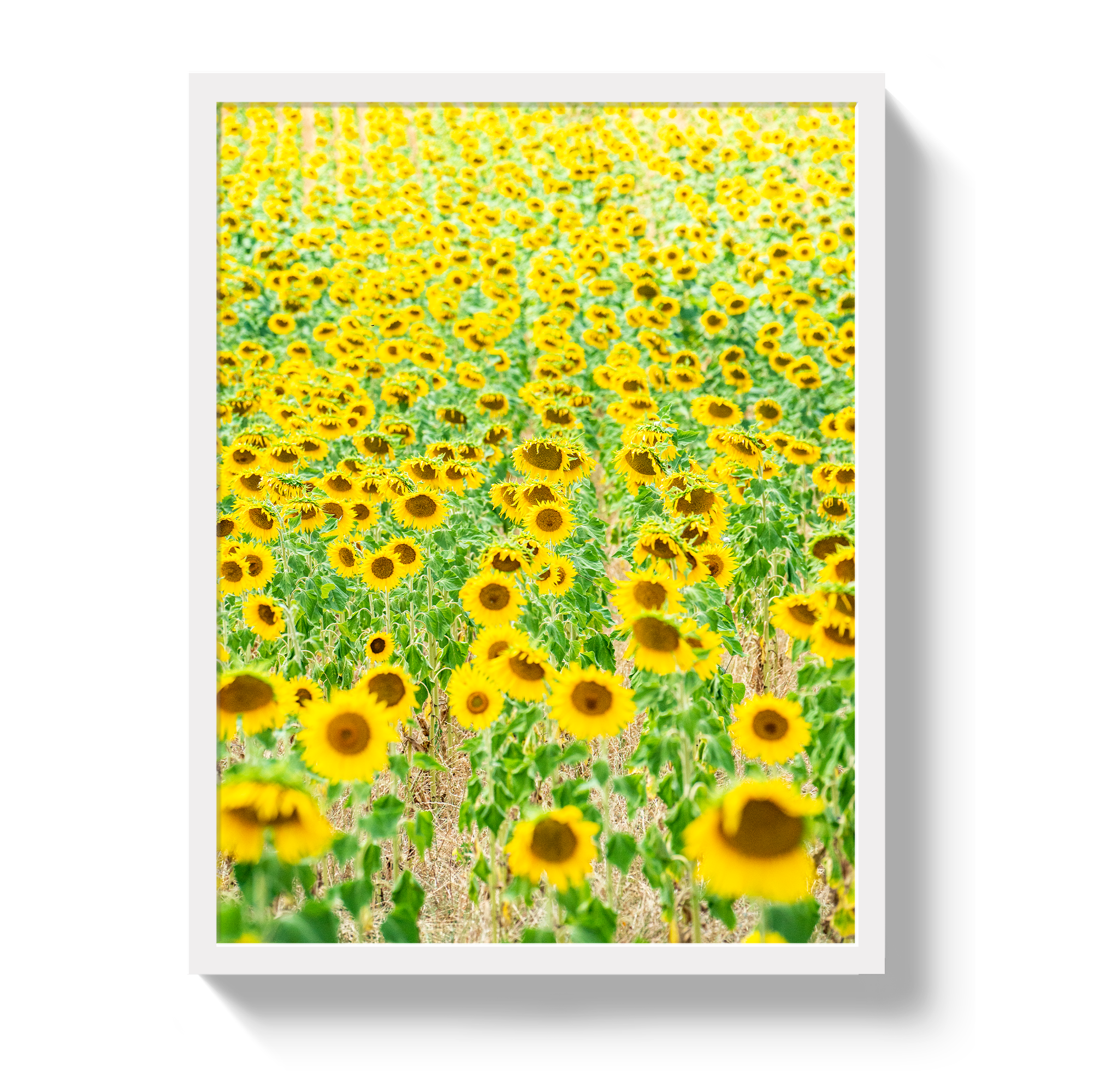 Provence Sunflowers - Che Cose Belle
