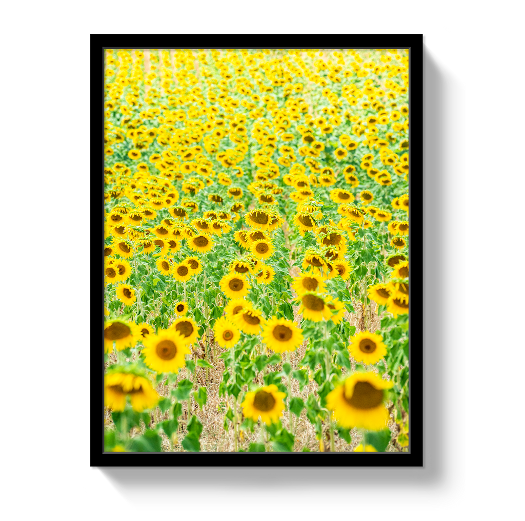 Provence Sunflowers - Che Cose Belle