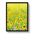 Provence Sunflowers - Che Cose Belle