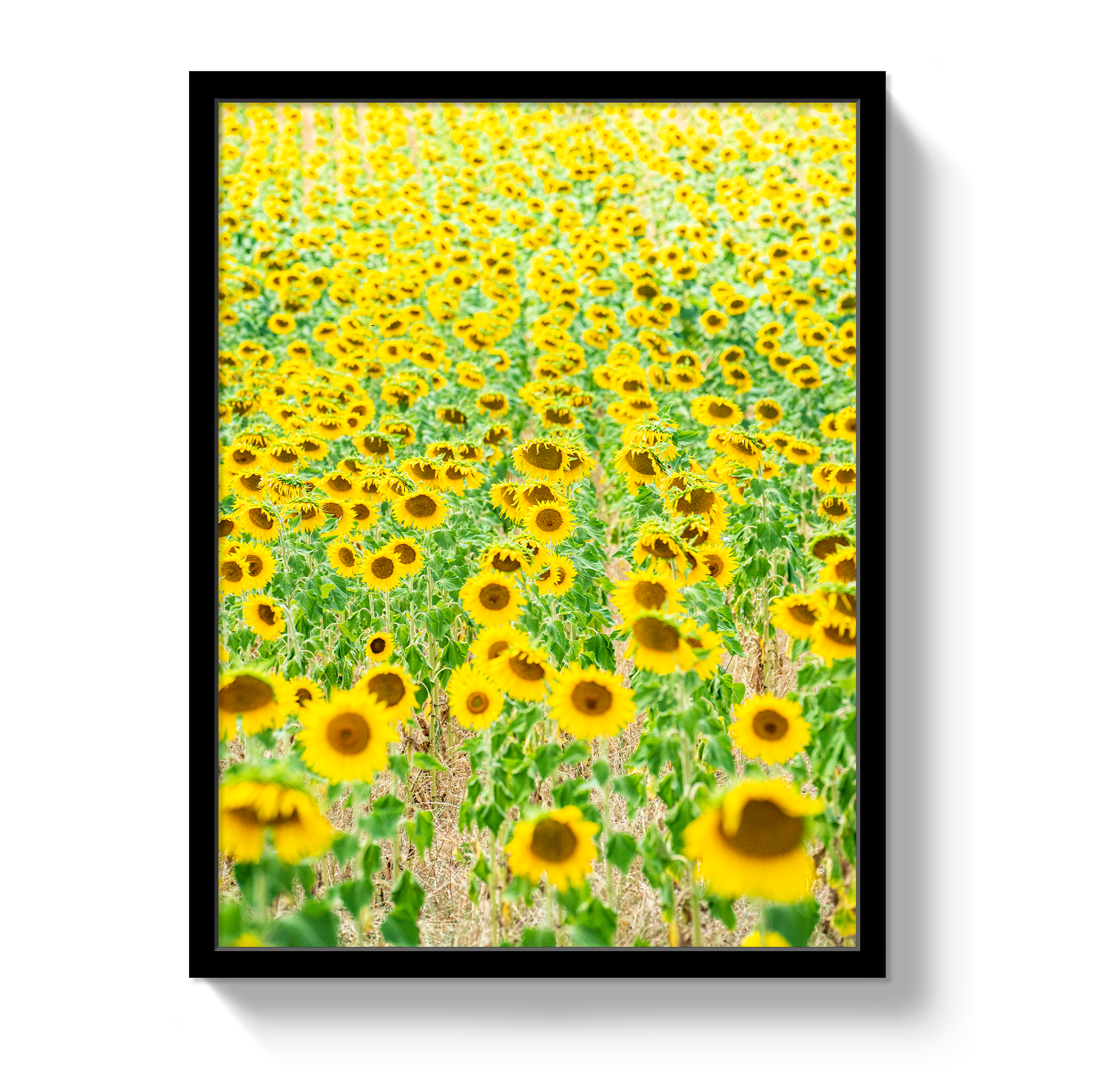 Provence Sunflowers - Che Cose Belle