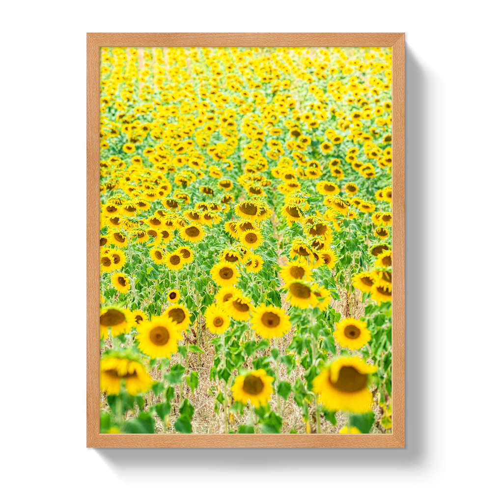 Provence Sunflowers - Che Cose Belle