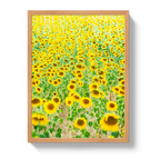 Provence Sunflowers - Che Cose Belle