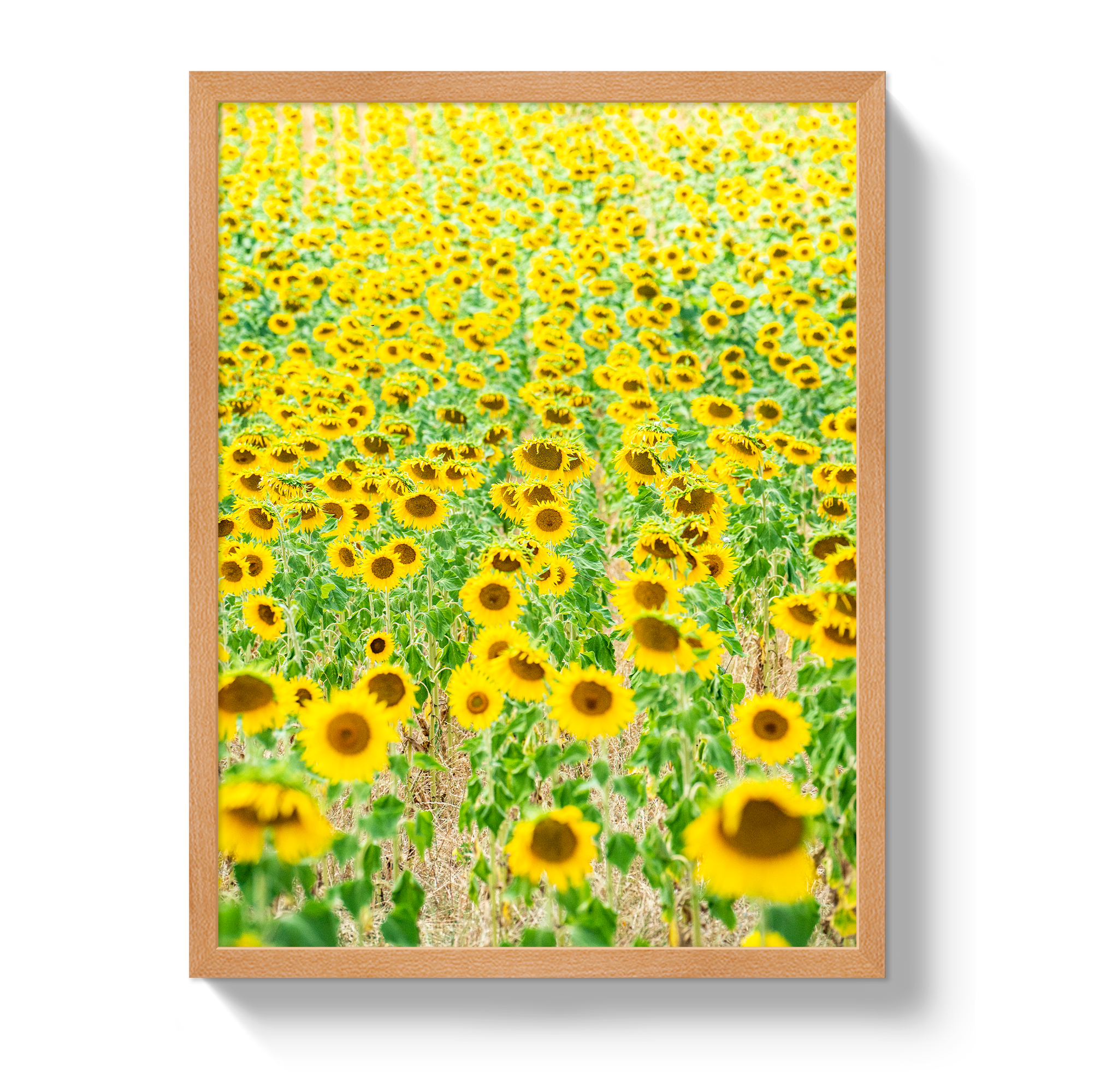 Provence Sunflowers - Che Cose Belle