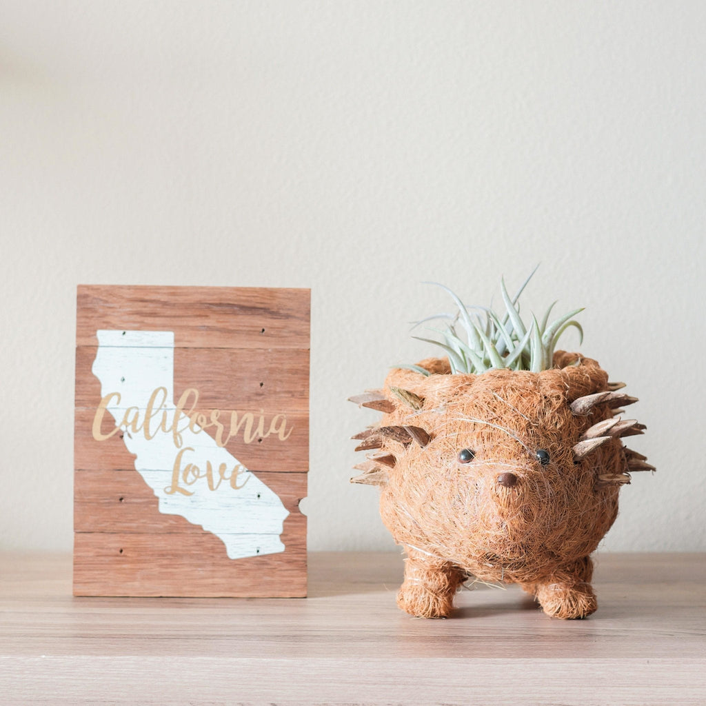 Hedgehog Planter - Coco Planter
