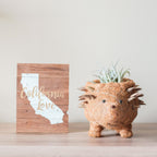 Hedgehog Planter - Coco Planter