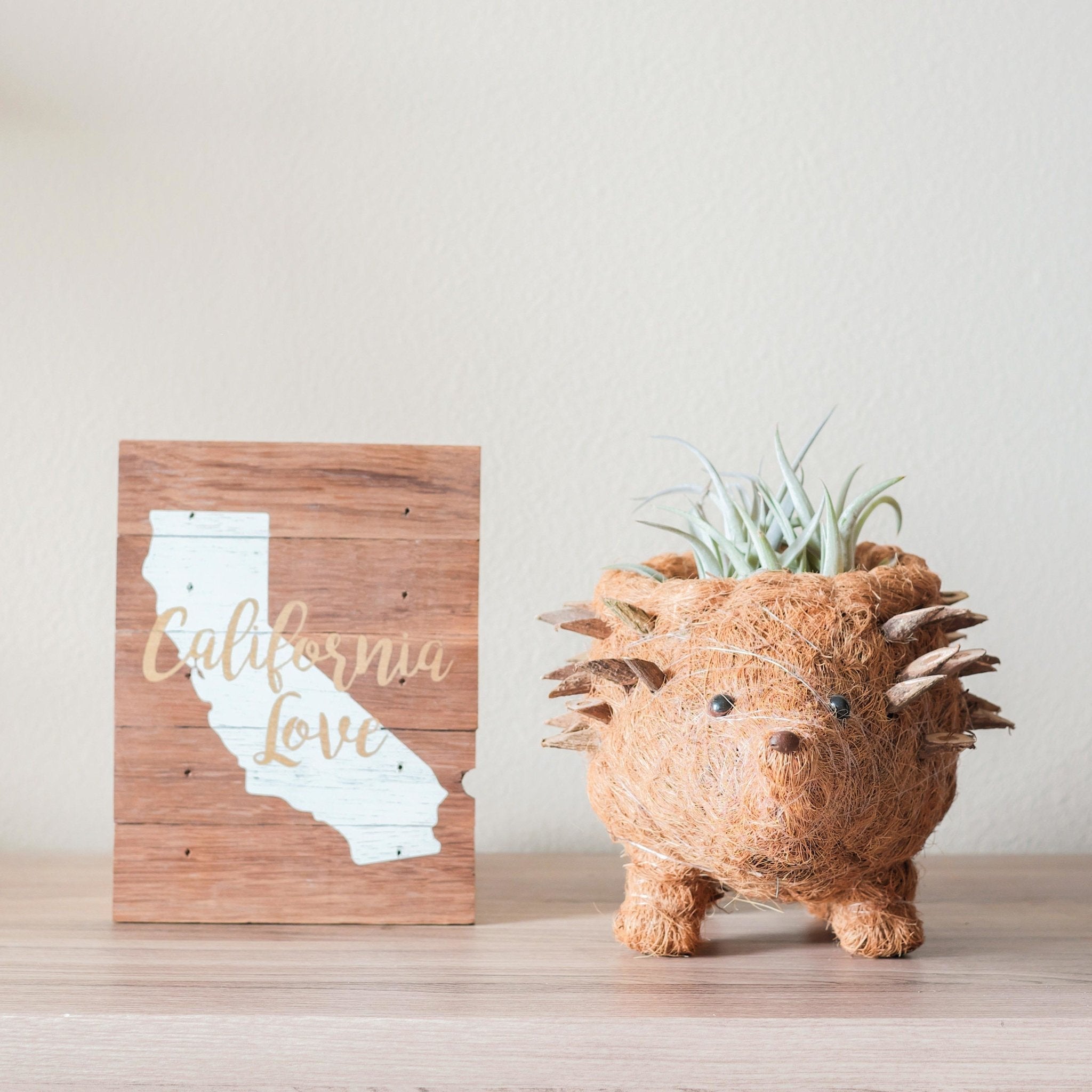 Hedgehog Planter - Coco Planter