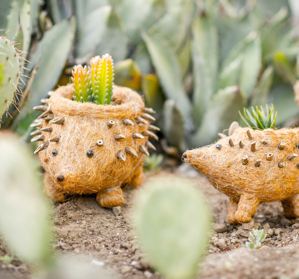 Hedgehog Planter - Coco Planter