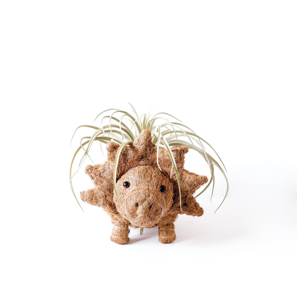 Baby Triceratops Planter