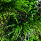 20” x 40” UV Resistant Borneo Jungle Artificial Living Wall Panel (Indoor/Outdoor) - Che Cose Belle