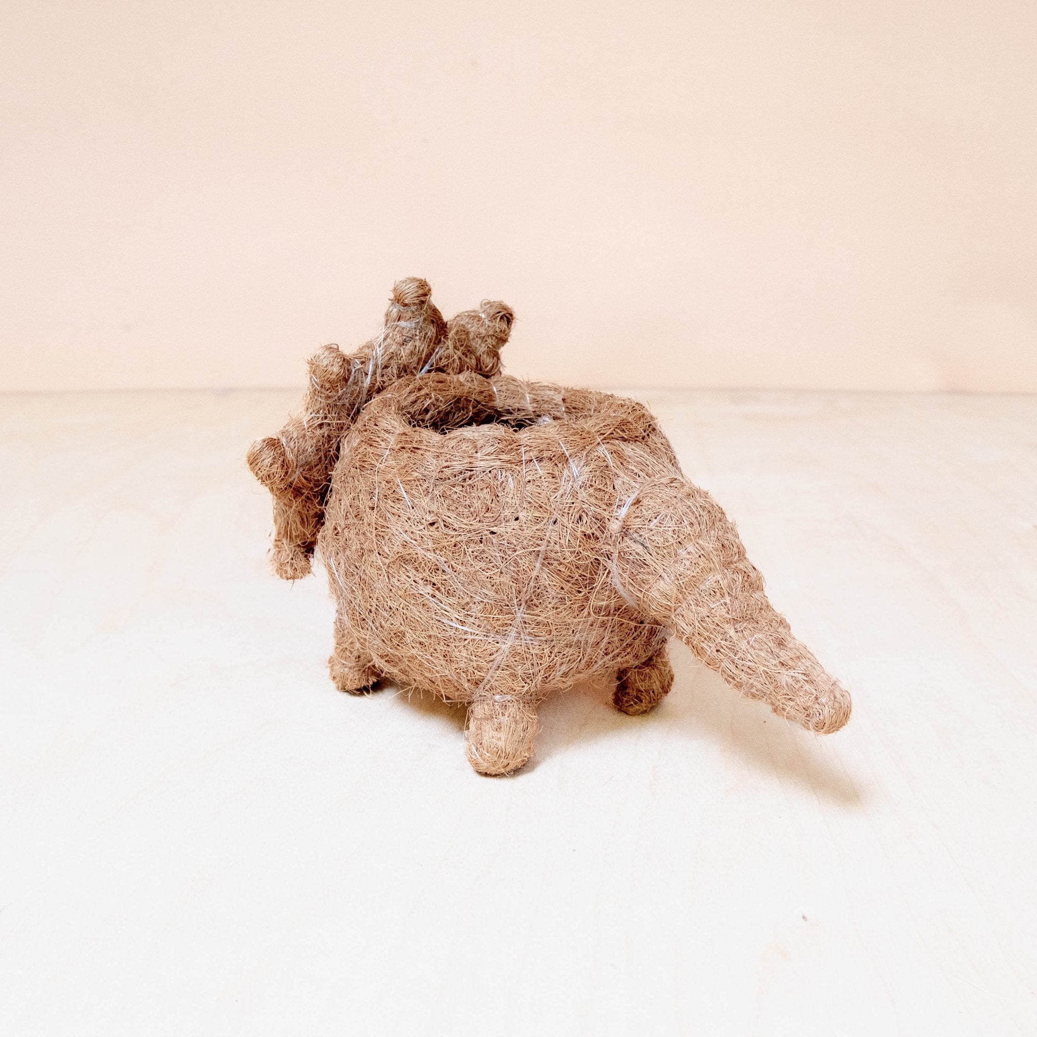 Baby Triceratops Planter