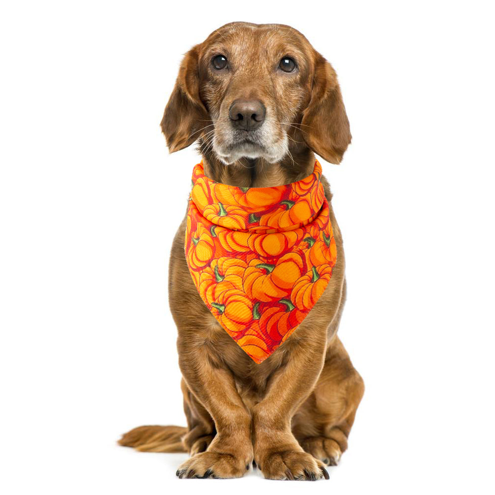 Halloween pet bandana