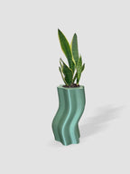 Frosting Large Planters