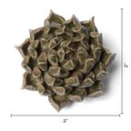 Ceramic Flower Wall Art Succulent Green 6: Large Succulent Green