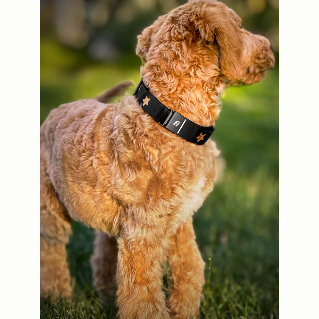 The DOGISTRY x Fi Rockstar 3+ Collar Band