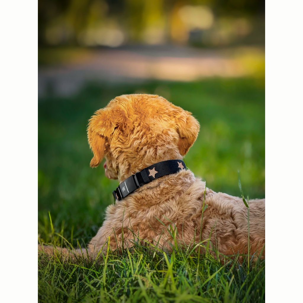 The DOGISTRY x Fi Rockstar 3+ Collar Band