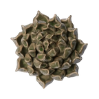 Ceramic Flower Wall Art Succulent Green 6: Large Succulent Green