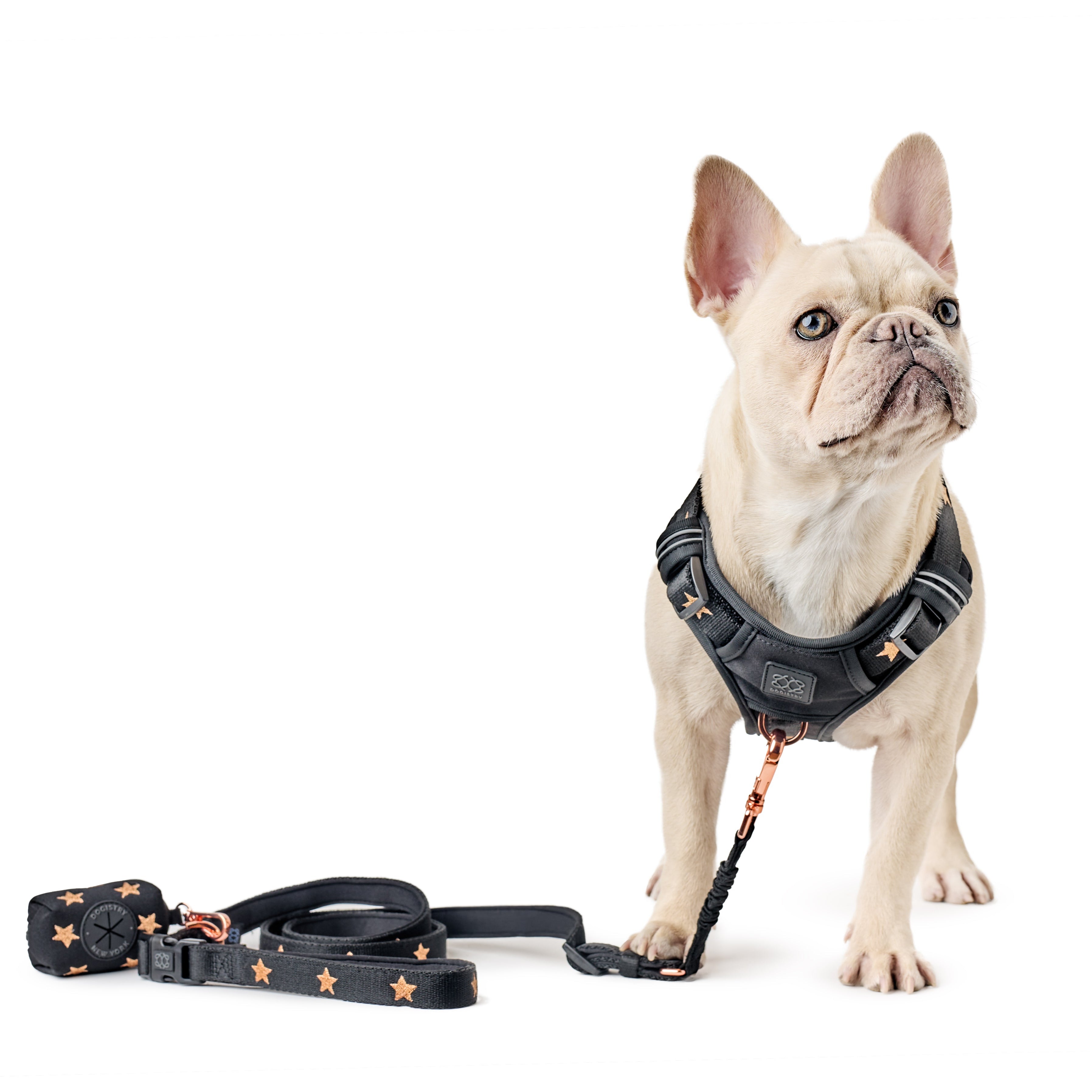 3-in-1 City Dog Leash - Rockstar