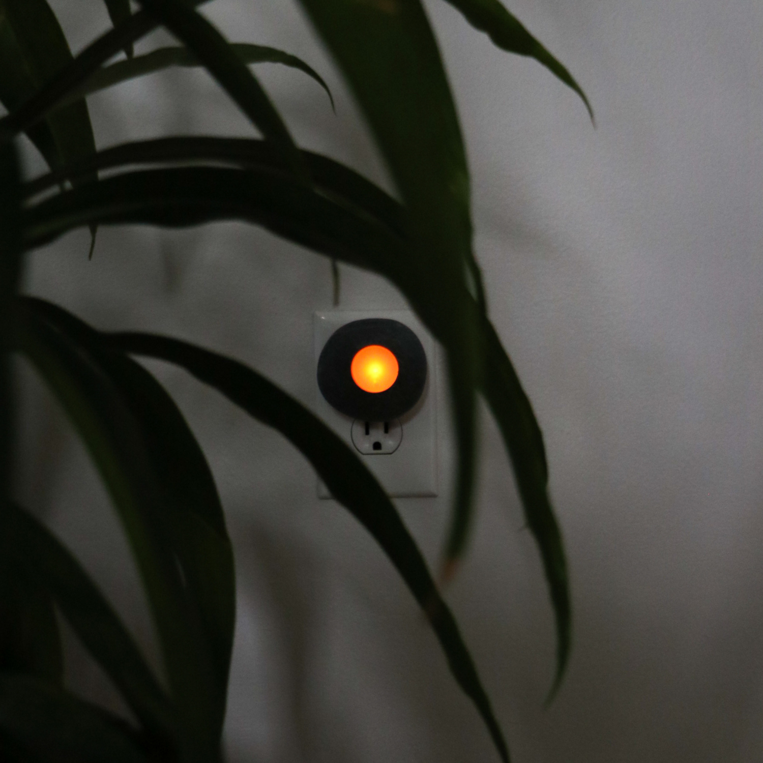 Nature's Nightlight