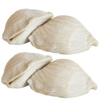 Large Italian Sfogliatelle Take and Bake Pastries - Che Cose Belle