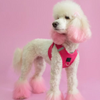 SoHo Dog Harness - Park Ave Pink