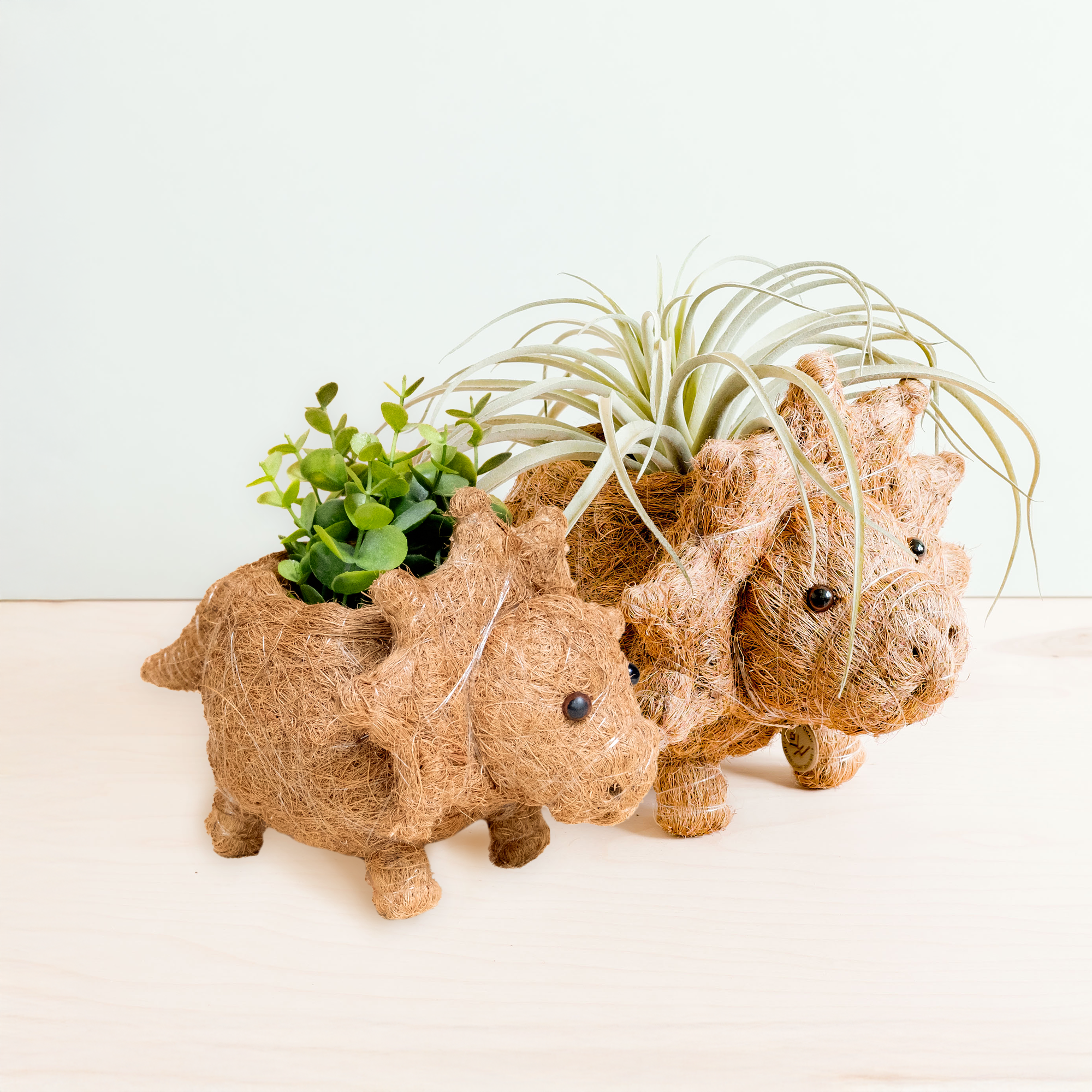 Baby Triceratops Planter