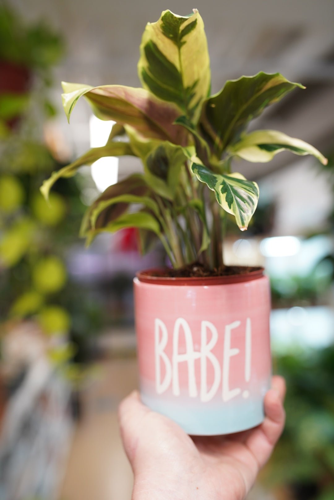 Babe! Planter - Che Cose Belle