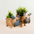 Baby French Bulldog Planter - Che Cose Belle