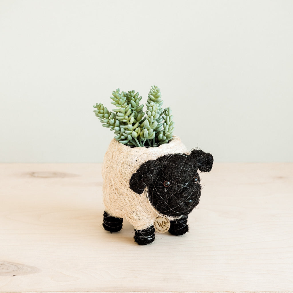 Baby Sheep Planter - Che Cose Belle